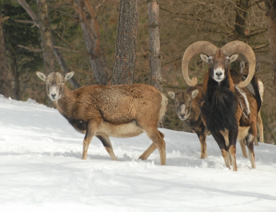 Ovis musimon