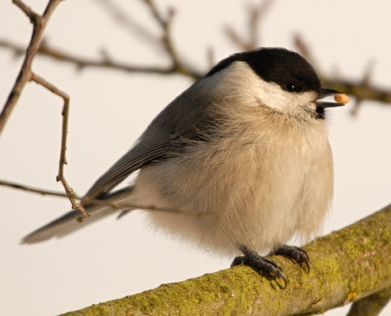Malý vtačik malé zrnko