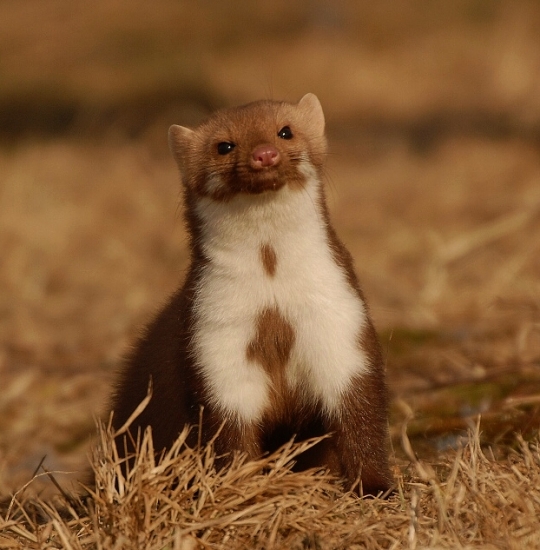 Kuk-  a už som preč