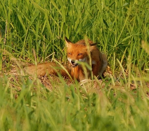 Obedná siesta