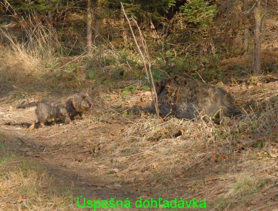Úspešná dohľadávka
