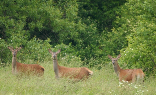 Cervus elaphus