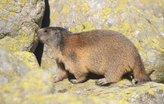 marmota marmota