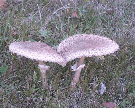Bedľa vysoká Macrolepiota procera