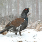 zapadnutý snehom II.