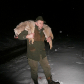 Wolf aus Serbien(Srbije)