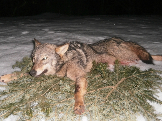 Vuk iz Bosne i Hercegovine