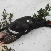 Birkhahn