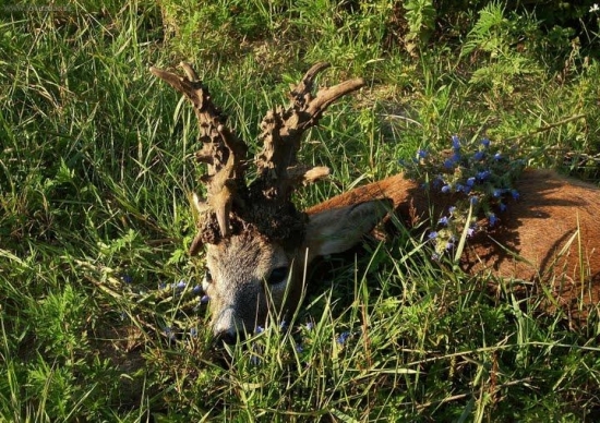 Svetski prvak - Manipulacija.