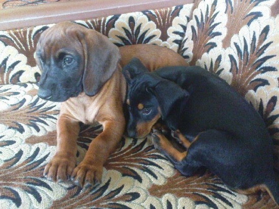 Nerozlučna dvojica Far. Aja a Kop. Ina