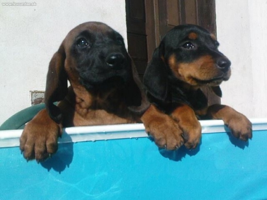 Chcu sa kupať ako ich pan