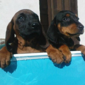 Chcu sa kupať ako ich pan