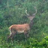 Jeleň v lete s parožim v lyku.
