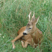 Druhý srnec -2roky.