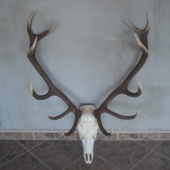 Pekný súmerný 12-torák