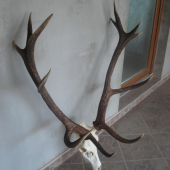 Strieborný 12-torák.