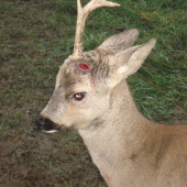 Práve teraz zhodil.