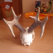 Iný pohlad