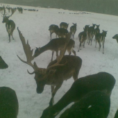 jedl nam chleb z ruky