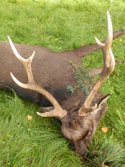 Úspech na konci ruje