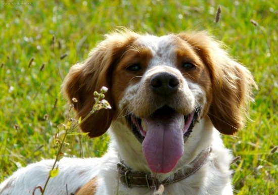 Culinka (Bretónsky stavač).