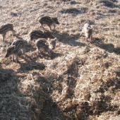 Zbadali ma