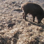 Súrodenci
