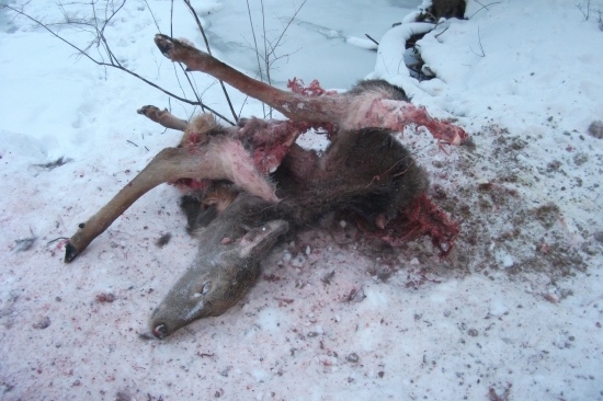 Jelenica strhnutá vlkmi