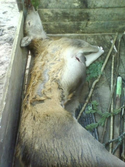 Na psích skúškach