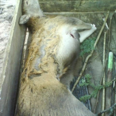 Na psích skúškach