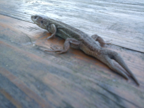 raritka s dvomi chcvostmi