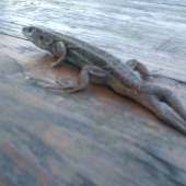 raritka s dvomi chcvostmi