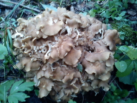 moja prva tohorocna :D