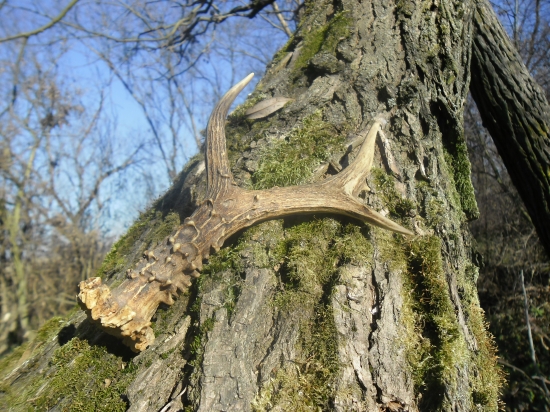 kapitálny osmorák (25cm)