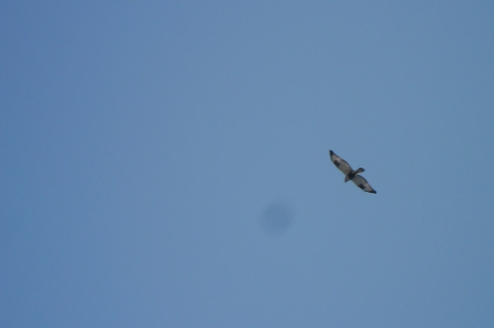 poradte co je to za vtaka ?