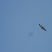 poradte co je to za vtaka ?