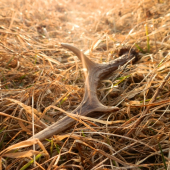 28 cm