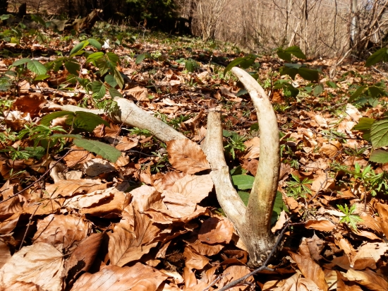 dnešný 12torák (starý)