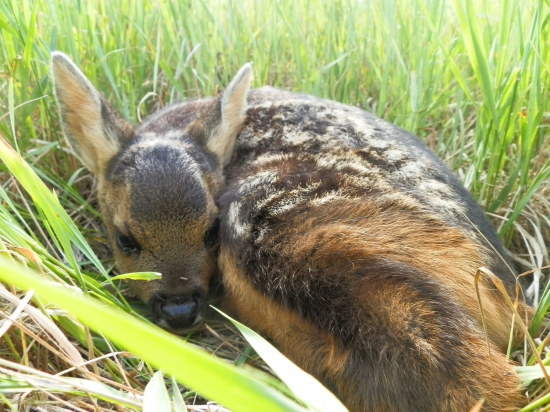 Bambi  (tohtoročný prvý)