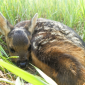 Bambi  (tohtoročný prvý)