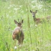 susedko , čo nové ? :D