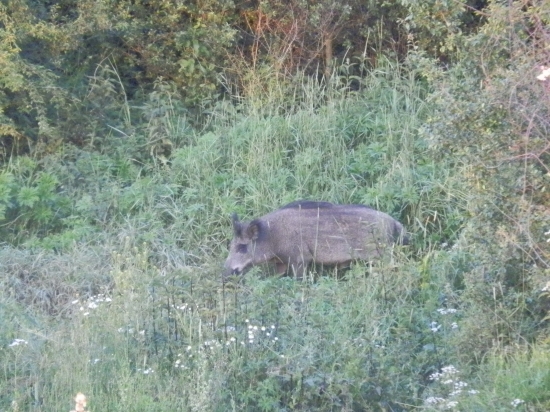 diviačik