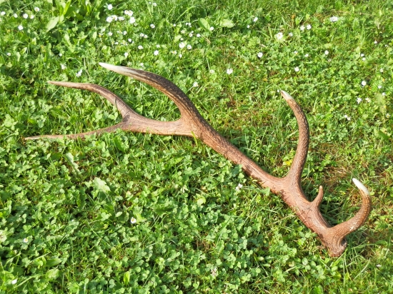 čergovský   (106cm