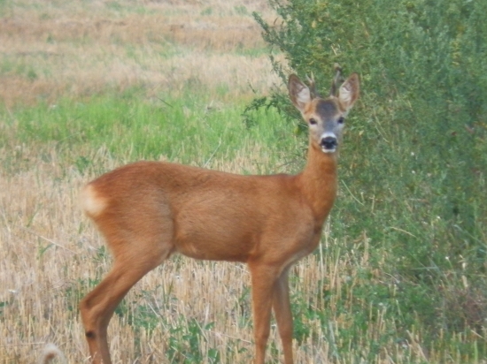 srnček