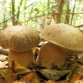dvojčatá