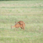 kvalita zlá ale mám zážitok z ruje