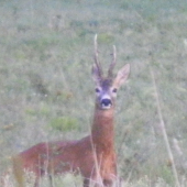 král tohtoročnej ruje
