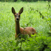 pripískaná na 3 metre