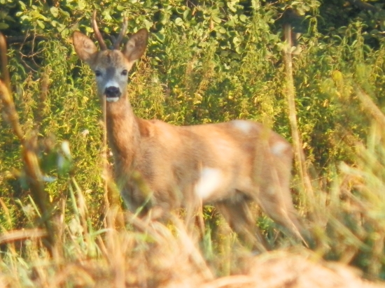 raritka