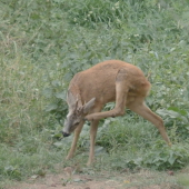 raritka